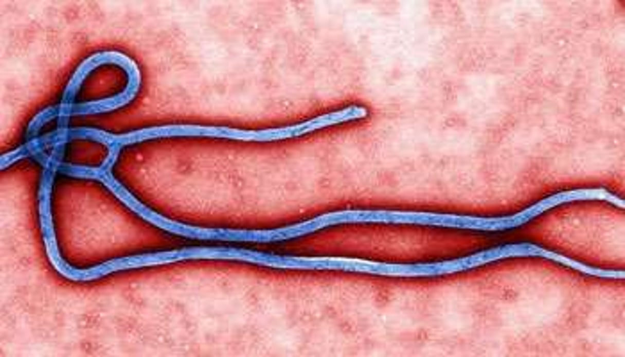 Le virus Ebola. © AFP