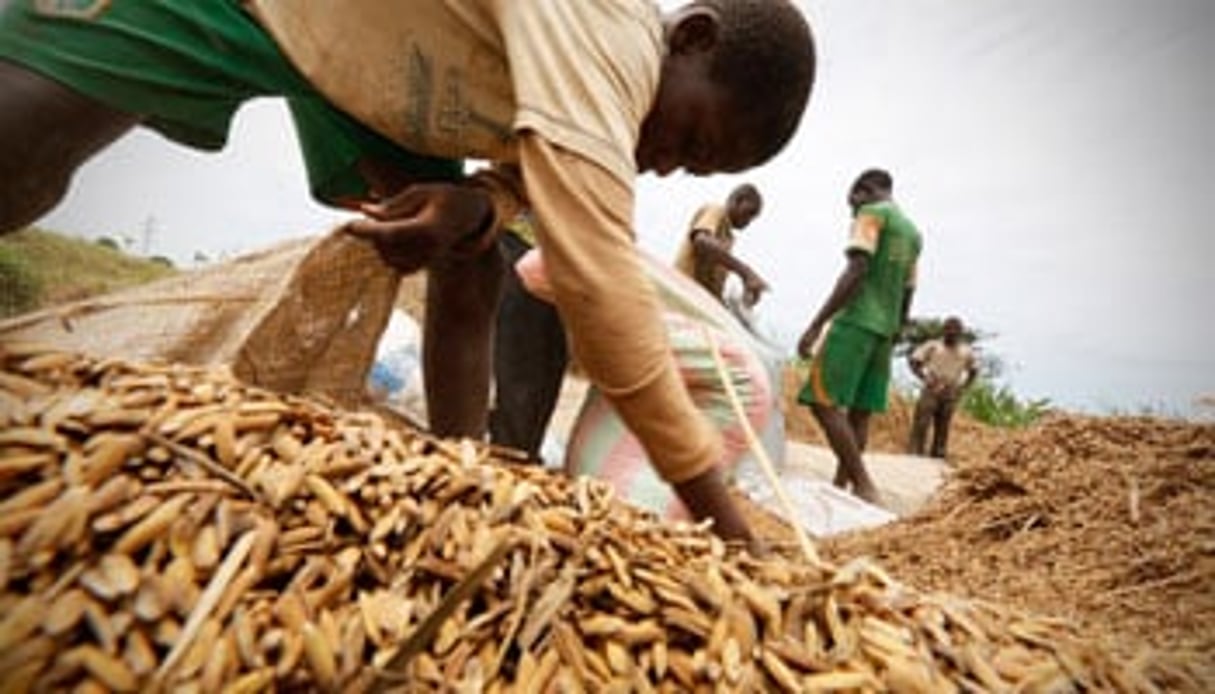 Pour s’approvisionner en riz, le groupe Louis Dreyfus Commodities doit négocier avec les paysans. © Thierry Gouegnon/Reuters