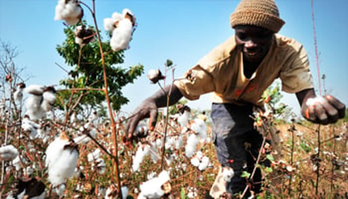 Un champ de coton, en Afrique de l’Ouest. © Issouf Sanogo/AFP