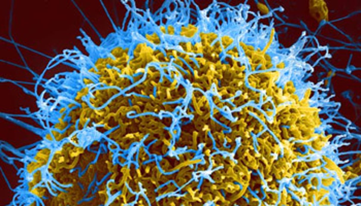 Micrographie électronique de particules de virus Ebola (filaments bleus) sur une cellule infectée. © NIAID / CC BY 2.0