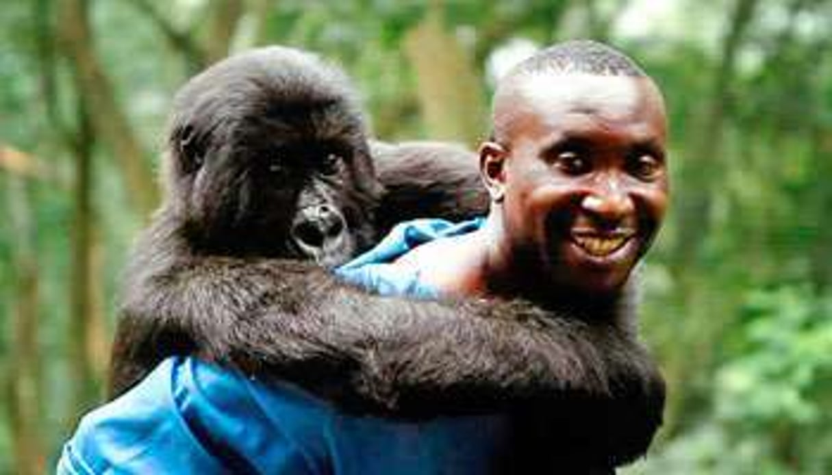 Virunga, beaucoup plus qu’un film su la protection des gorilles. © DR