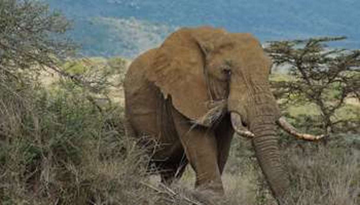 Un éléphant dans le sanctuaire d’Ol Jogi, à 300 km au nord de Nairobi, au Kenya, en août 2014. © AFP