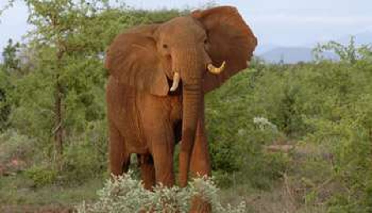 Un éléphant dans le parc de Tsavo, Kenya, 7 janvier 2012. © Gerard Guittot/AFP