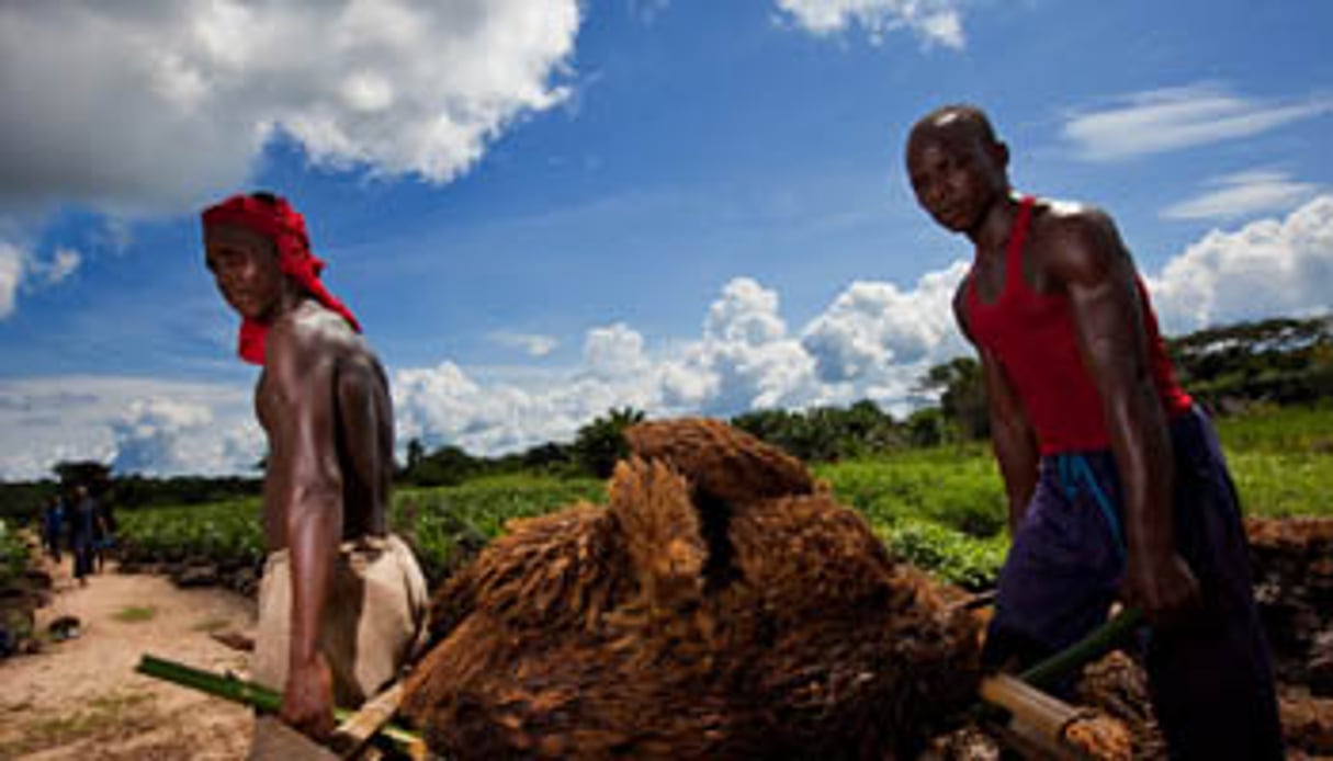 Au Bénin, le PAIA-VO permettra de valoriser 70 000 hectares de terres agricoles © Lokutu Oil Palm/Feronia.