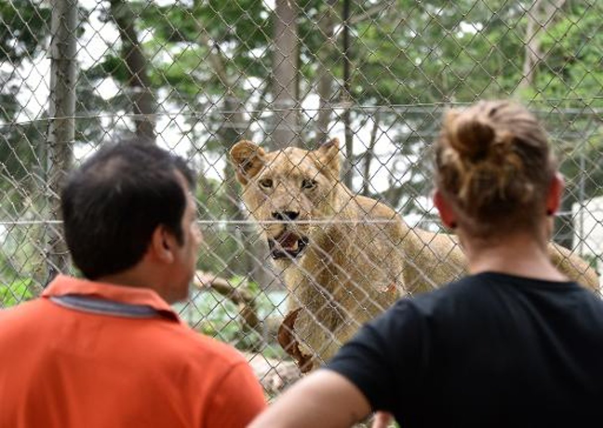 Côte d’Ivoire: avec ses nouveaux lions, le zoo d’Abidjan revit © AFP