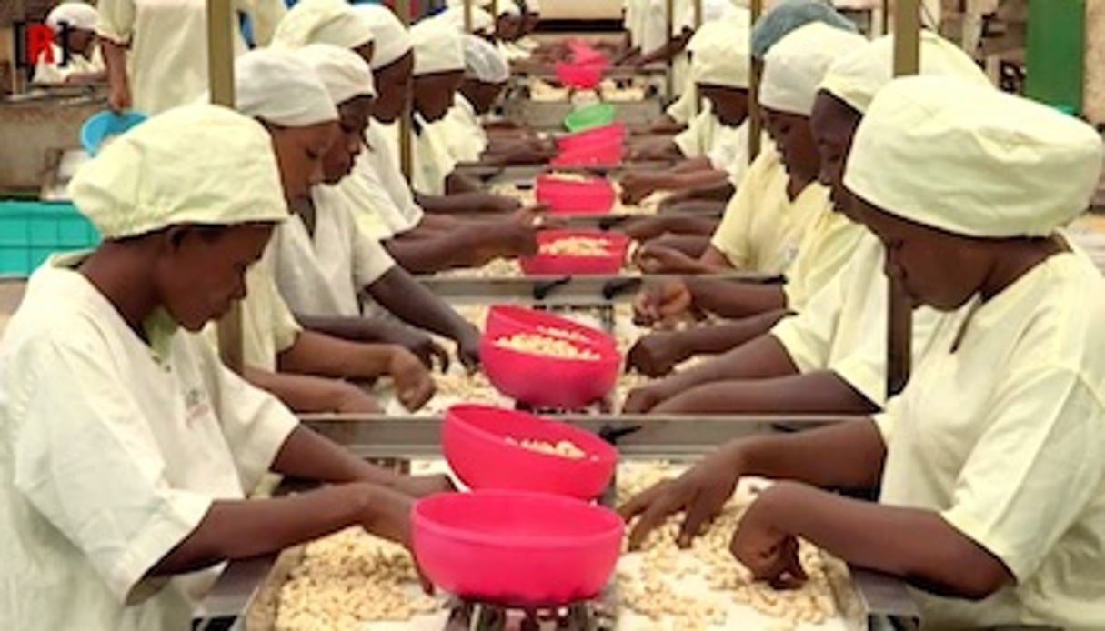 Olam a ouvert en 2012 la principale usine de transformation de la noix, à Dabakala. © Reussite