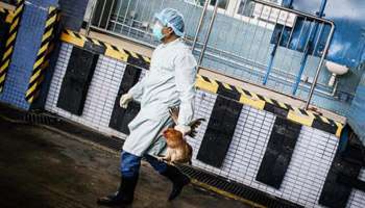 Une épidémie de grippe aviaire a été officiellement déclarée au Burkina Faso. © Philippe lopez/AFP