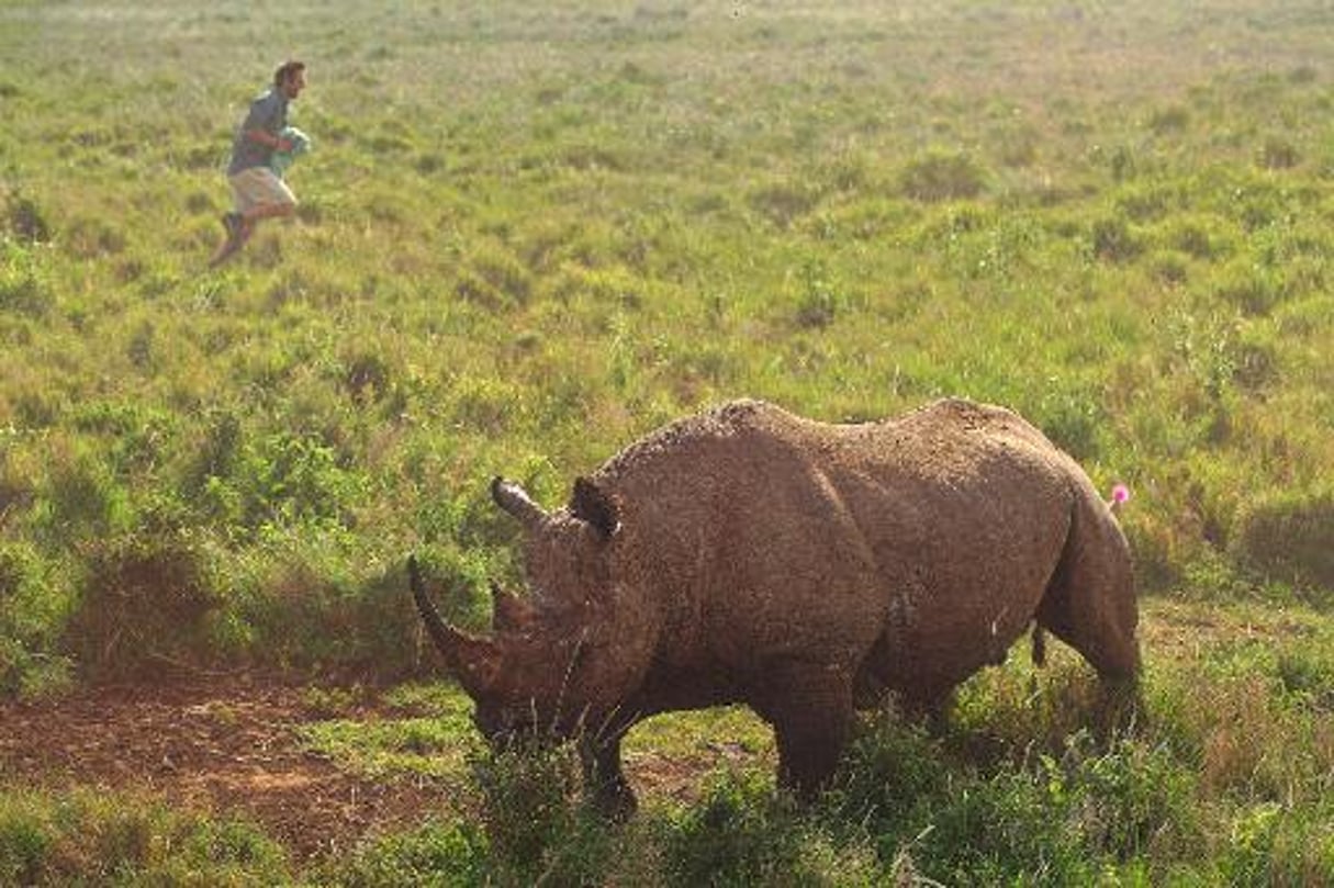 De rares rhinocéros noirs trouvent un nouveau sanctuaire dans le nord du Kenya © AFP