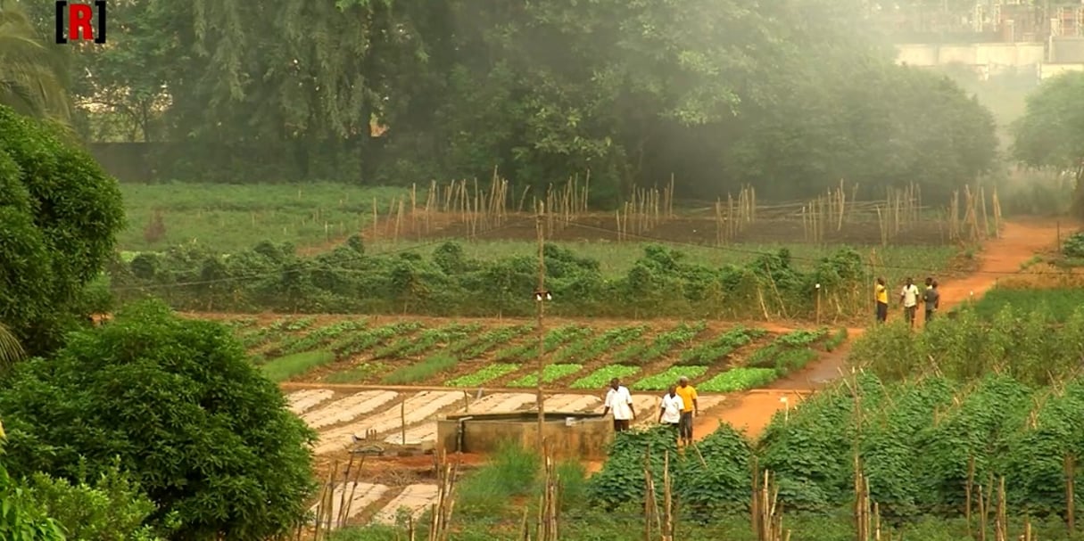 Au Bénin, la ferme modèle de Songhaï s’étend sur 25 ha et emploie plusieurs centaines de personnes. ©Réussite