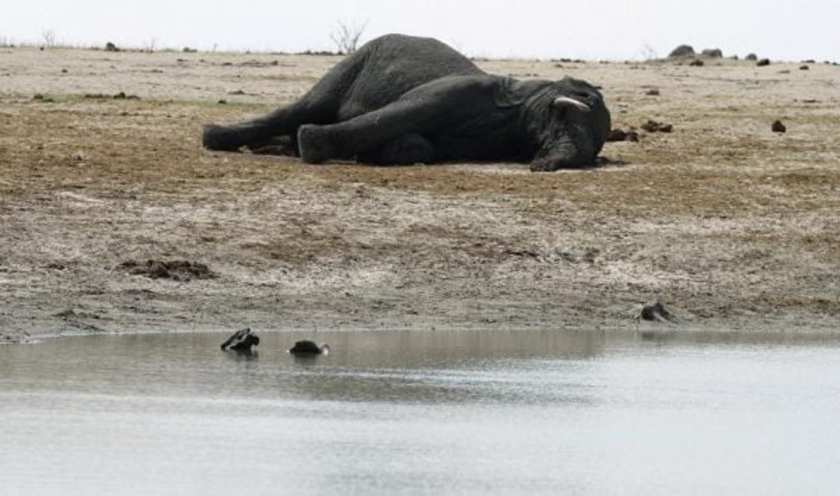 La carcasse d’un éléphant empoisonné le 27 septembre 2013, au Zimbabwe. © Philimon Bulawayo/Reuters