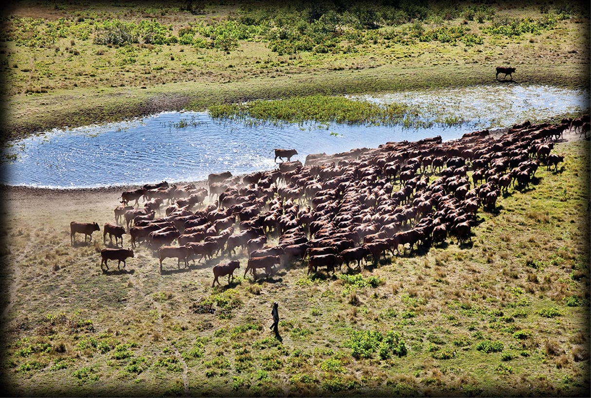 Le bétail se nourrit exclusivement de l’herbe des hauts plateaux. © JEAN-DOMINIQUE BURTON/GRELKA
