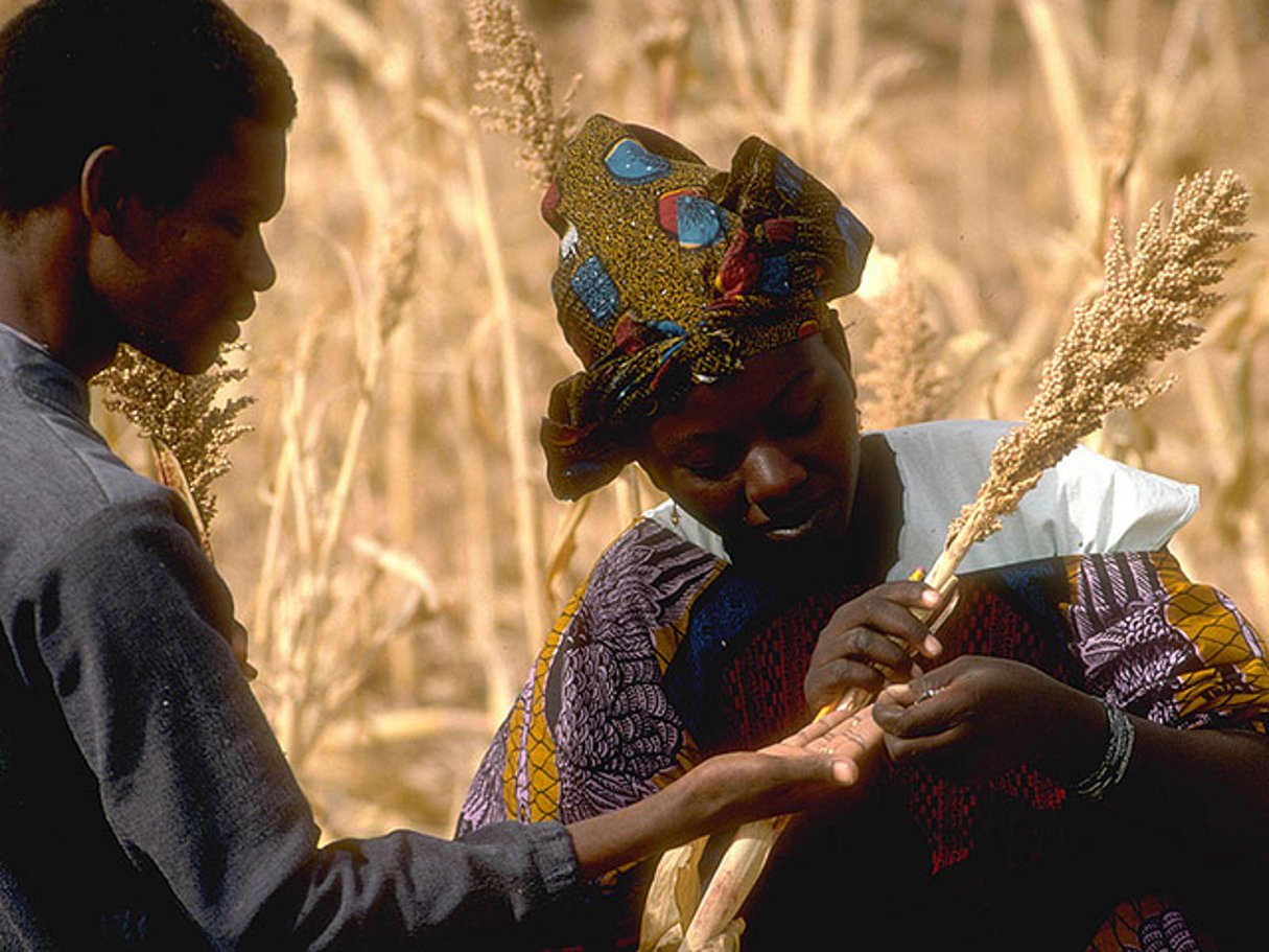 Des agronomes inspectent un champ de sorgho, au Mali. © DFATD-MAECD/Flickr