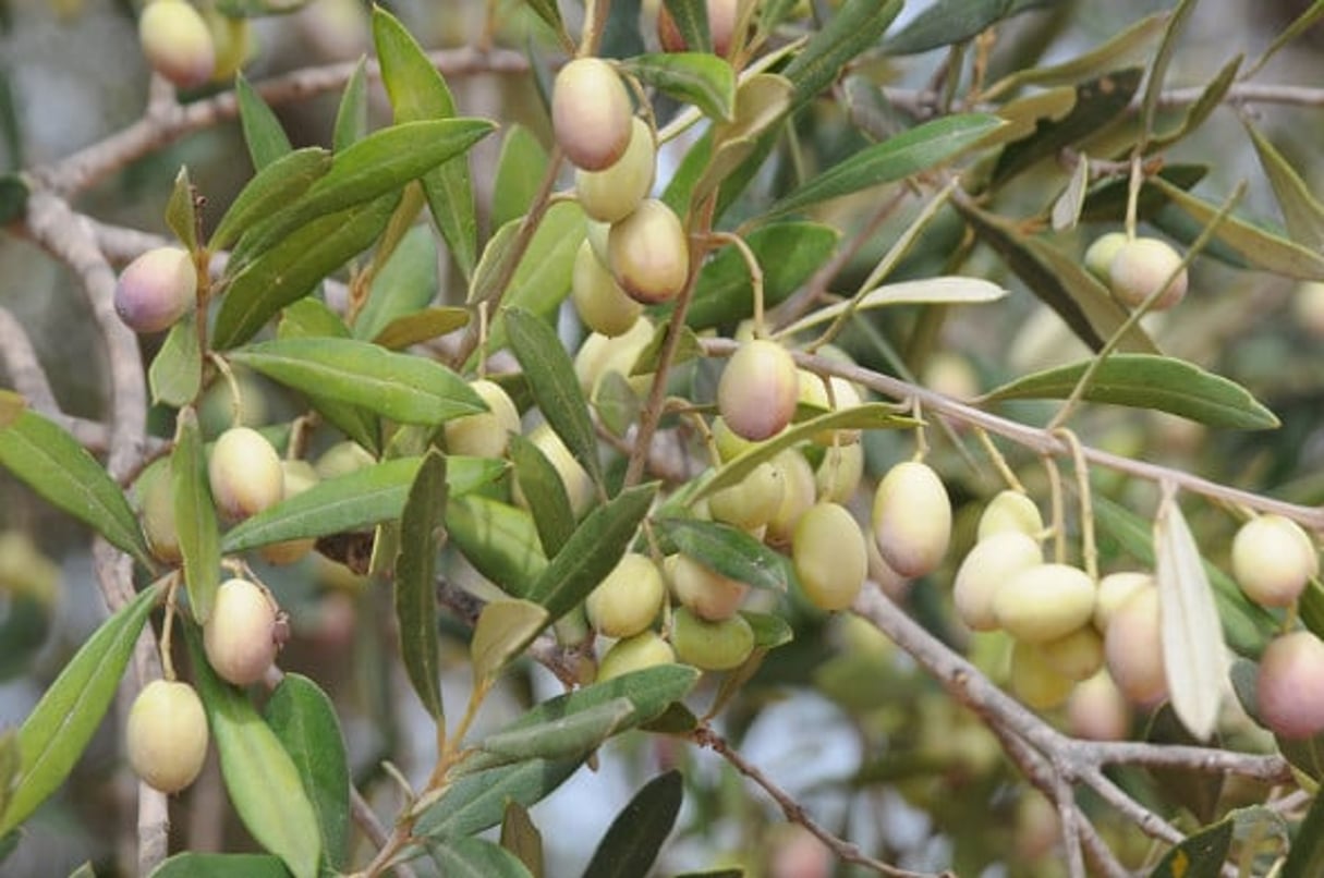 L’huile d’olive représente la moitié des exportations agroalimentaires tunisiennes © Renaud Van Der Meeren pour J.A.