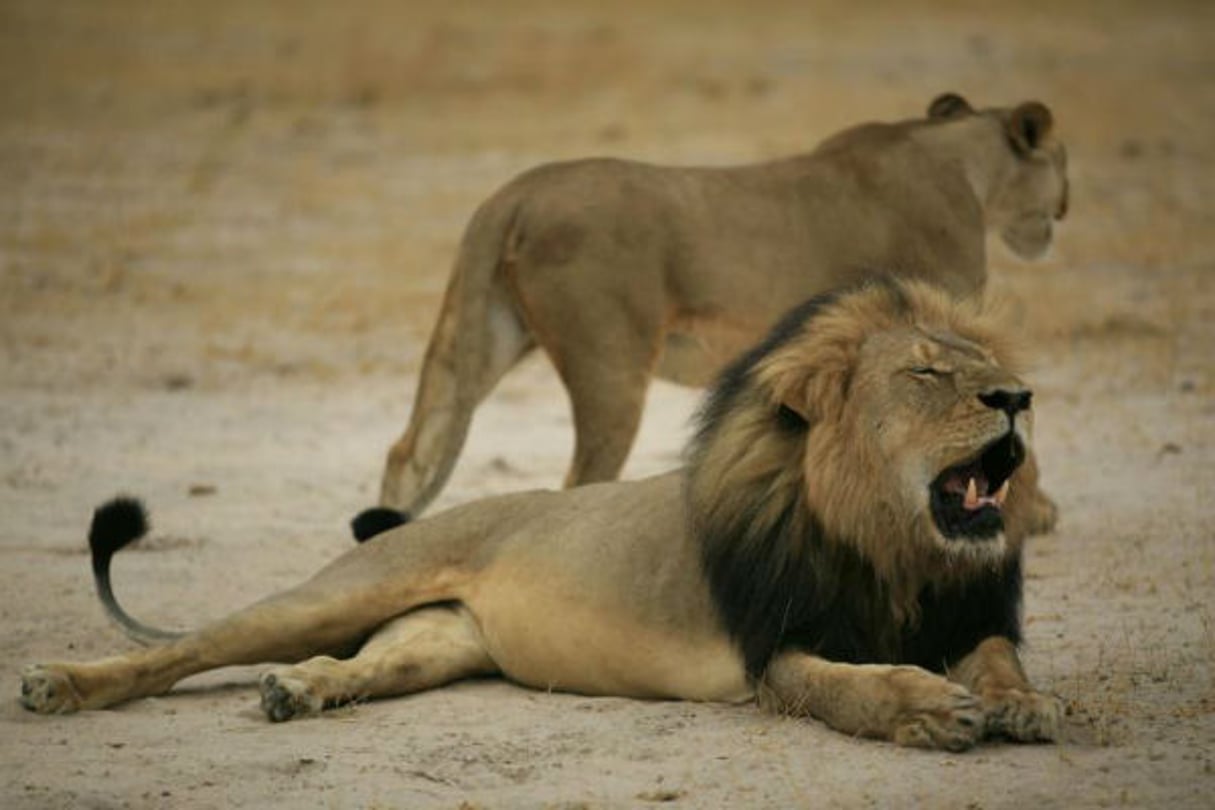 Photographie publiée par l’agence des Parcs nationaux du Zimbabwe, montrant Cécil, un lion mâle de 13 ans, vedette du parc Hwange, le 21 octobre 2012. © AFP