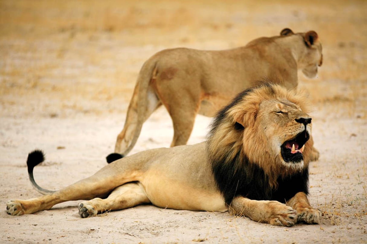 Cecil était l’icône du parc national Hwange. © AFP