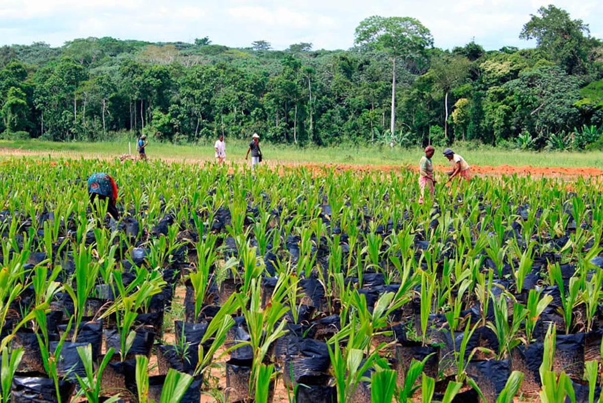 La Socfin est présente en Afrique dans les plantations de palmiers à huile et d’hévéa depuis la fin du XIXe siècle. Son impact sur la déforestation pourrait s’accentuer avec la hausse de la demande mondiale pour l’huile de palme et le caoutchouc, craint Greenpeace. © Muriel Devey Malu-Malu