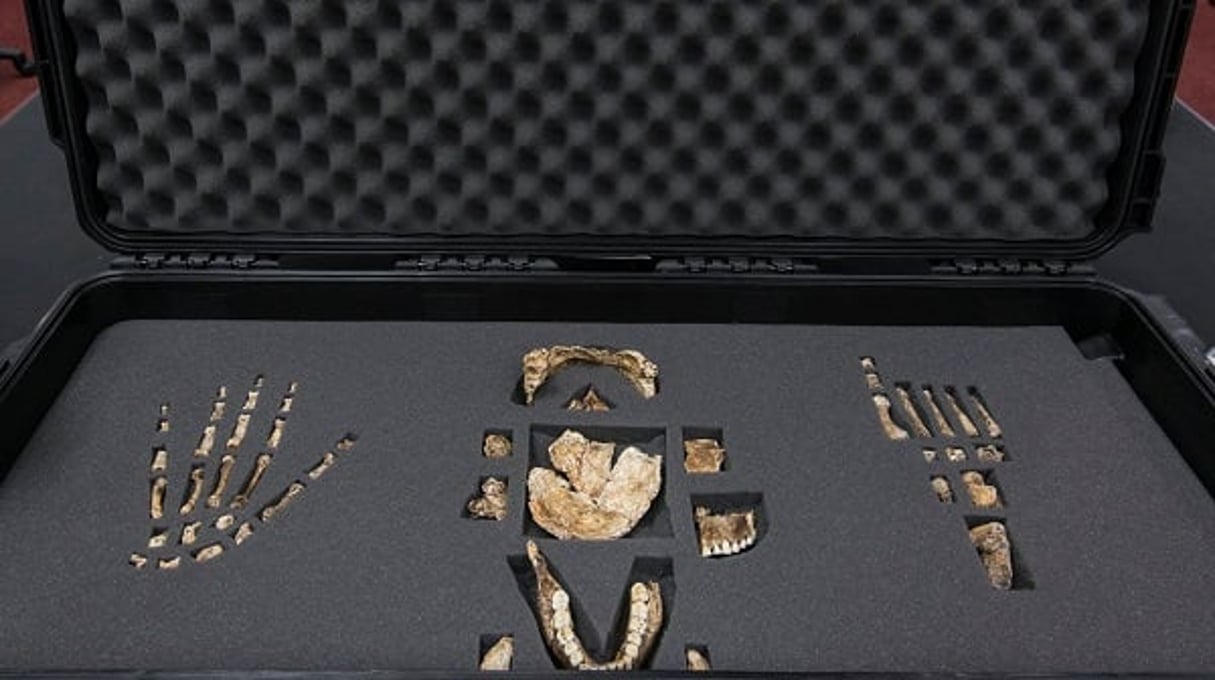 Voici les os de l’Homo Naledi, une espèce du genre humain jusqu’à présent inconnue, le 13 septembre 2014 à Johannesburg. © Brett Eloff / AFP