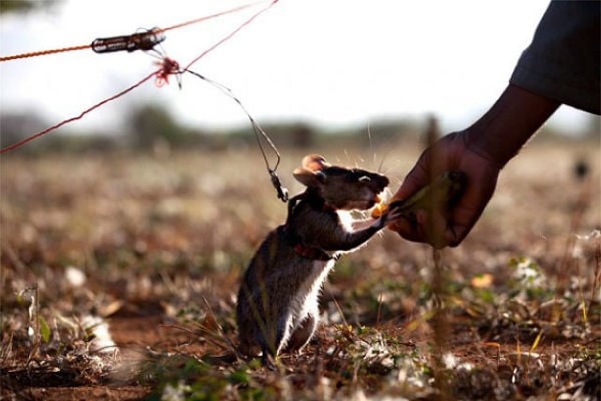 Les rats démineurs du Cambodge ont déjà fait leurs preuves au Mozambique et en Tanzanie © AFP