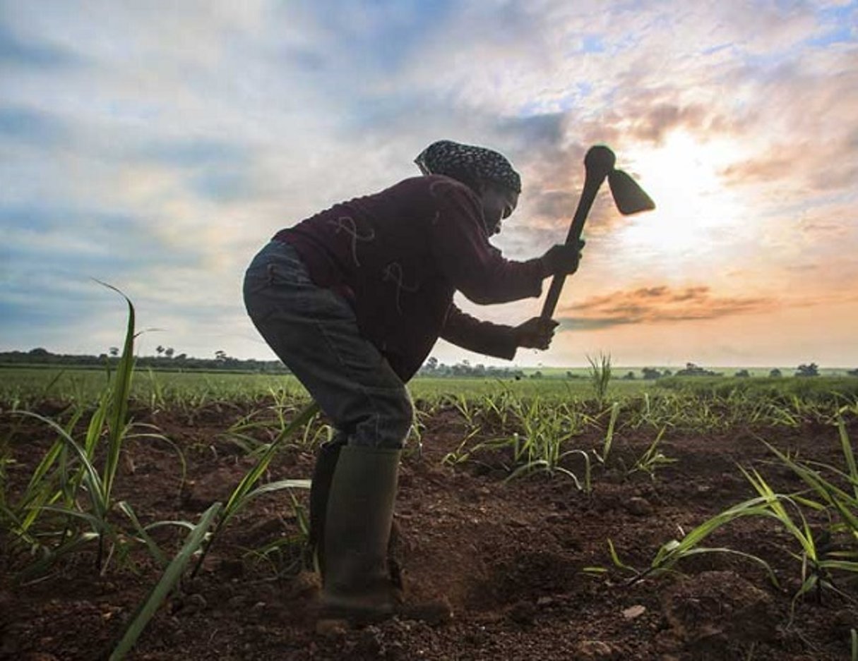 Sifca est l’un des principaux groupes agro-industriels actifs en Afrique de l’Ouest. © Joana Choumali/Sifca