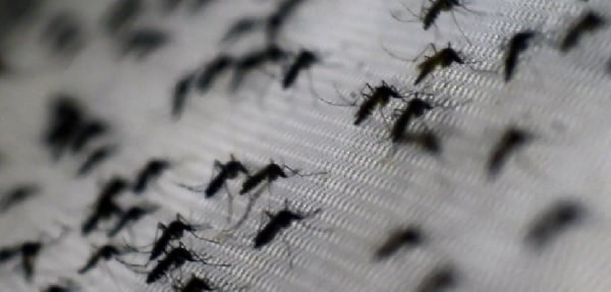 Le paludisme pourrait être éradiqué d’ici à 2040