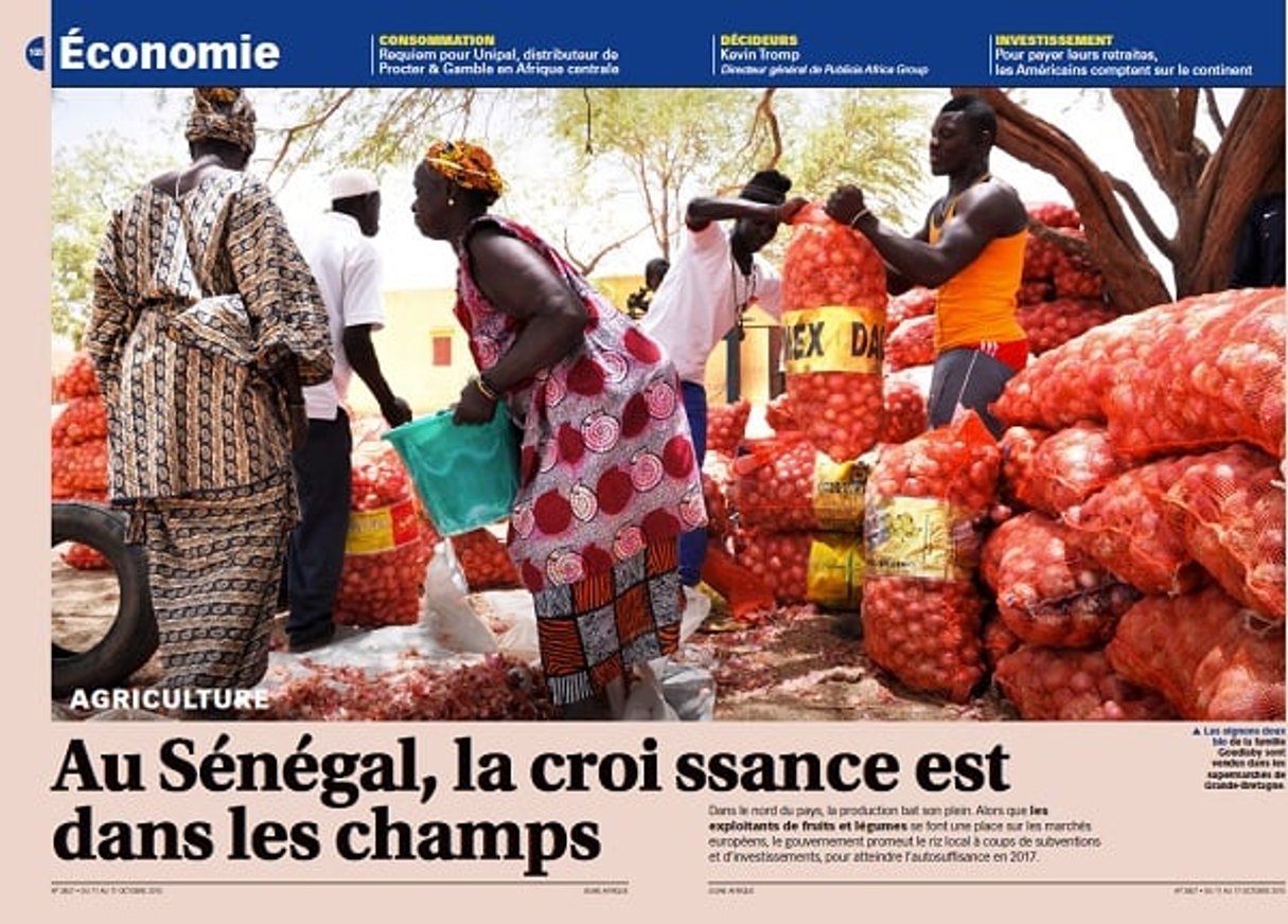 Les oignons doux bio de la famille Goudiaby sont vendus dans les supermarchés de Grande-Bretagne. © Rose Skelton pour The Africa Report