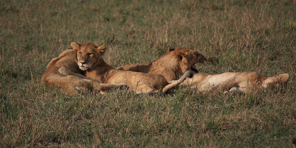 Lions dans une réserve africaine © Marc/cc/Flickr/Creative Commons