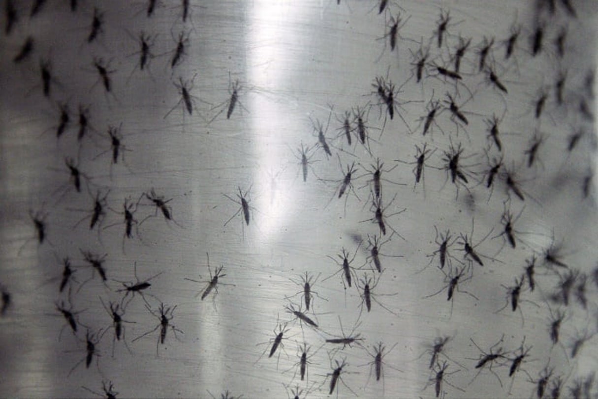 Les moustiques mâles joueraient en fait un rôle dans la transmission du paludisme. © Arnulfo Franco/AP/SIPA