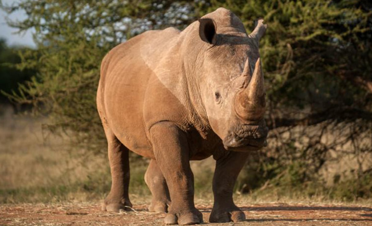 Un rhinocéros près de Vaalwater, dans la province de Limpopo, le 17 mars 2015 en Afrique du Sud. © Stefan Heunis/AFP