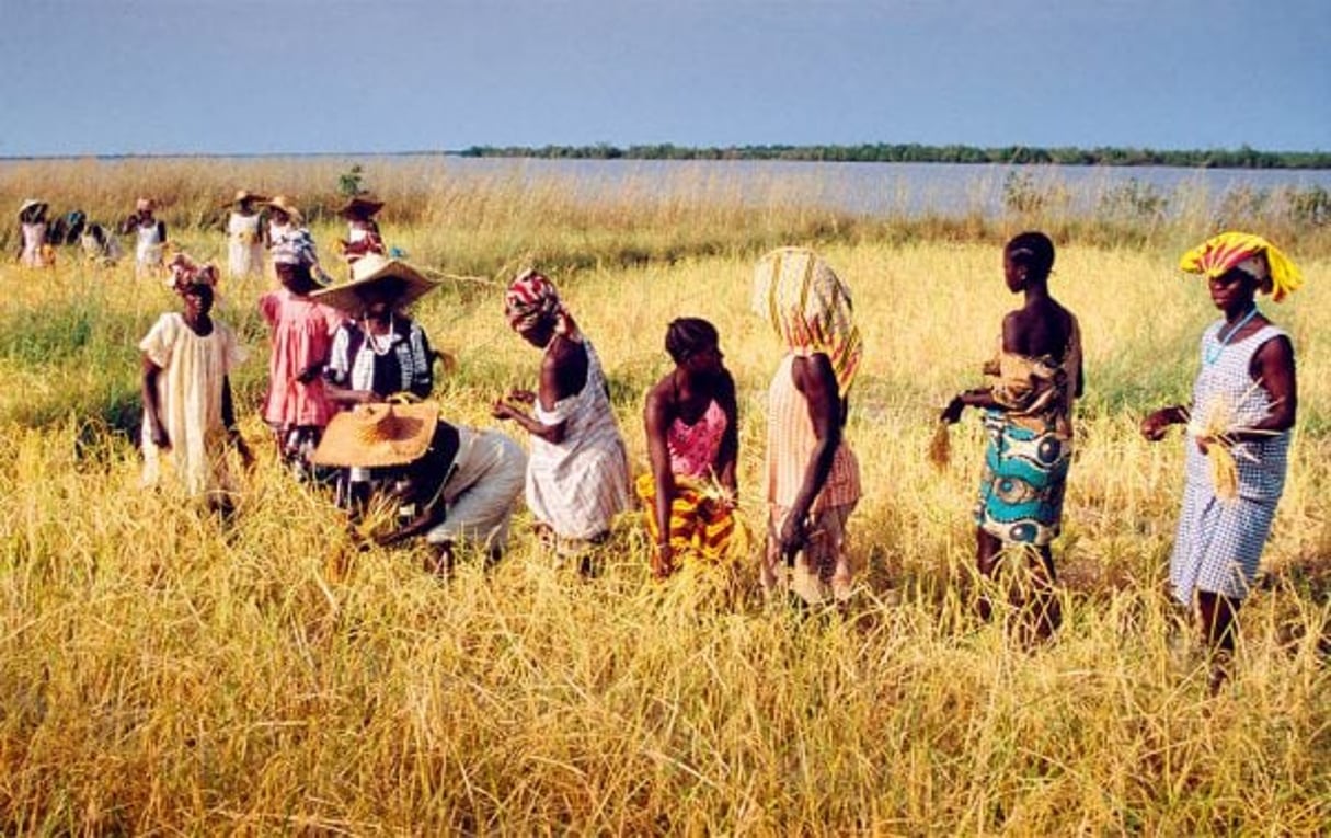 En Casamance, première région rizicole du pays. © SYLVAIN CHERKAOUI POUR J.A.