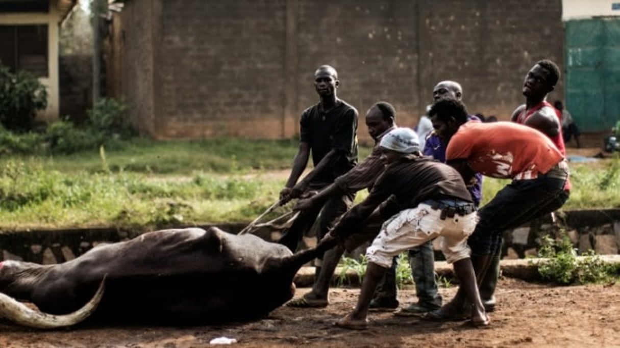 Des hommes trainent la carcasse d’un zébu dans un abattoir improvisé dans l’enclave musulmane du PK5 à Bangui en Centrafrique, le 4 décembre 2015. © AFP