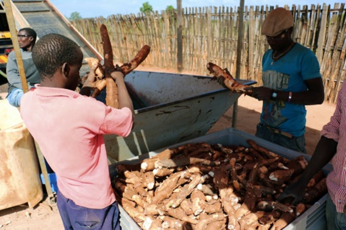 Des ouvriers dans le nord du Mozambique trient, le 6 juin 2015 le manioc. © Adrien Barbier/AFP