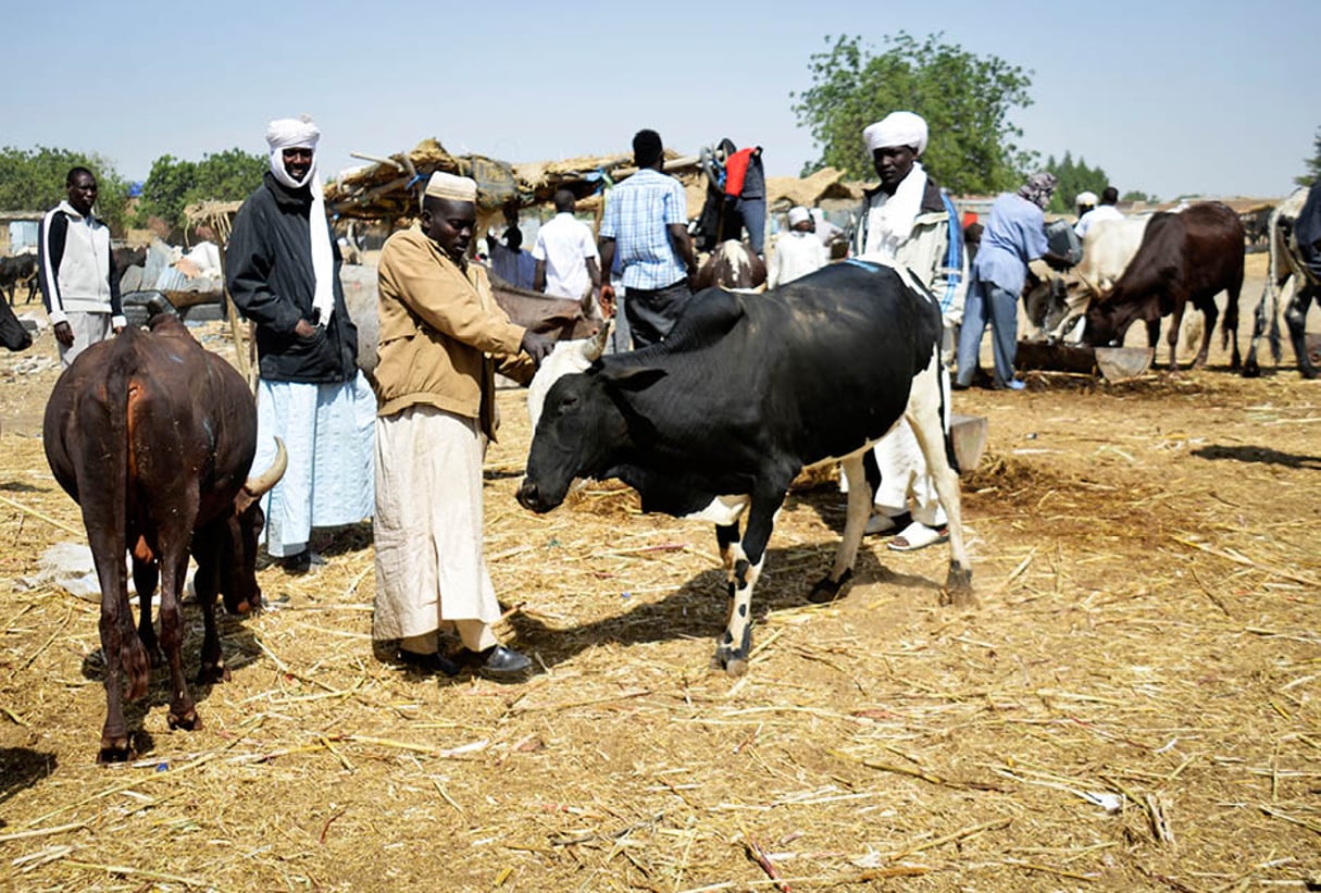 Marché aux bestiaux de Ngabo, dans le 8e arrondissement de N’Djamena. © ABDOULAYE-BARRY POUR J.A.