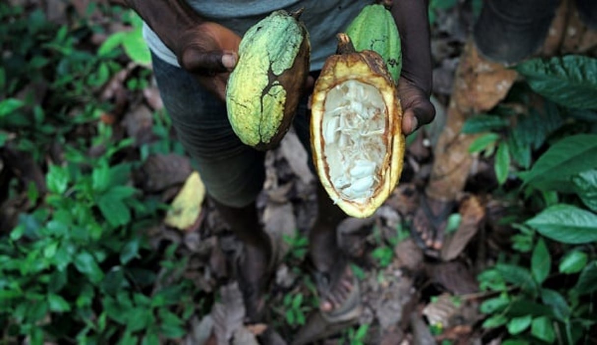 La Côte d’Ivoire est le 1er producteur mondial de cacao. © Philippe Guionie/Myop pour Jeune Afrique