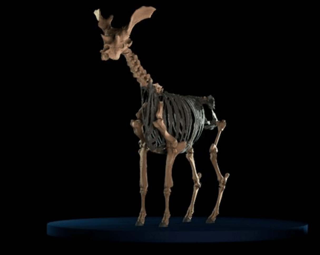 Squelette de Sivatherium, un ancêtre de la girafe reconstitué, le Royal Veterinary College, le 11 janvier 2016 © AFP