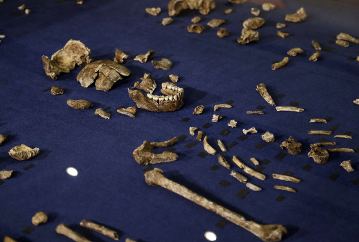 Tentative de recomposition de l’Homo naledi, le 10 septembre 2015 en Afrique du Sud. © Themba Hadebe/AP/SIPA