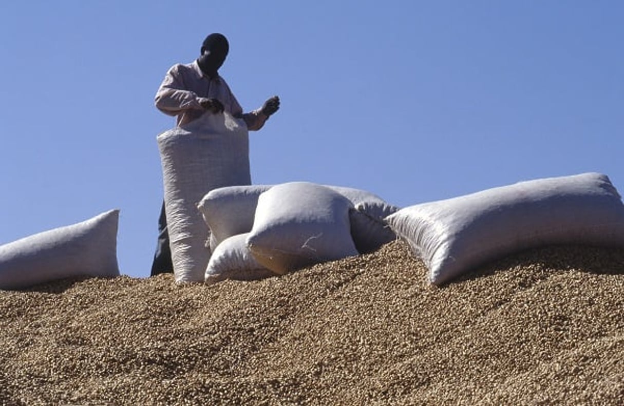 Les exportation d’arachides vers la Chine ont été multipliées par trente. © Vincent FOURNIER/Jeune Afrique
