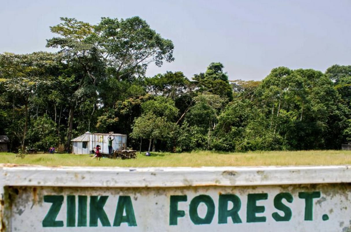 L’entrée de la forêt Zika en Ouganda, le 29 janvier 2016. © Isaac Kasamani/AFP