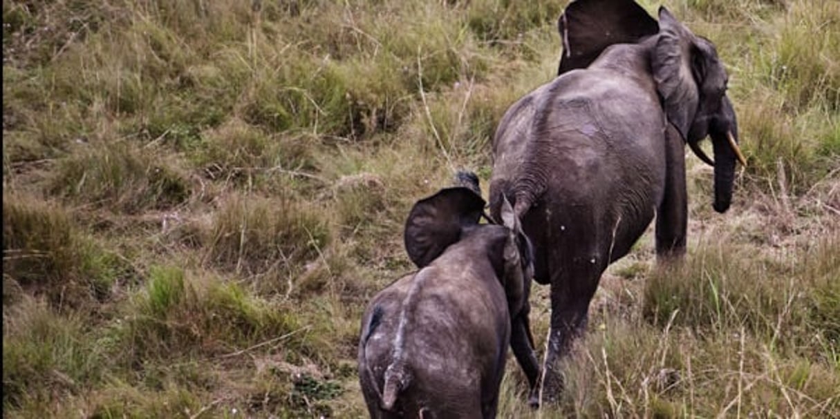Des éléphants dans la réserve présidentielle Wonga Wongué, au Gabon. © James Morgan/AP/SIPA