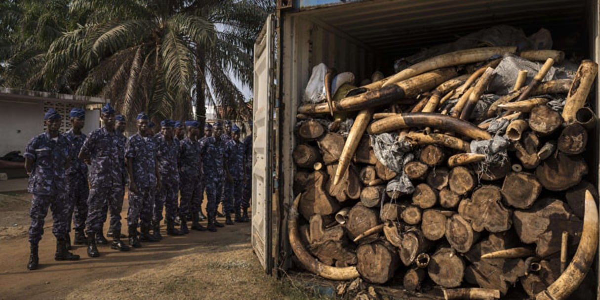 Une saisie d’ivoire réalisée à Lomé, en janvier 2014. © Brent Stirton / AP / SIPA