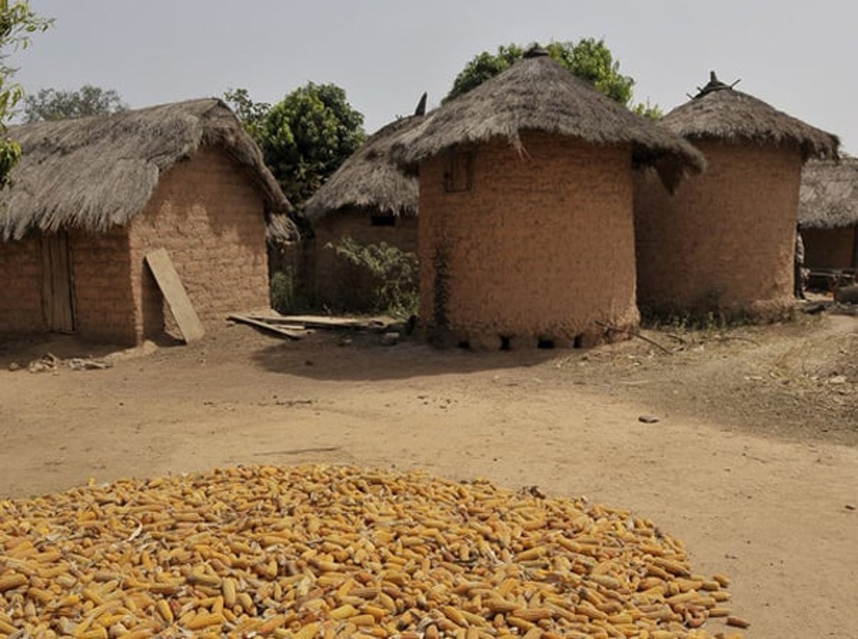 Séchage du maïs à Bouna, nord-est de la Côte d’Ivoire, en 2012. © Nabil Zorkot, Editions du Jaguar