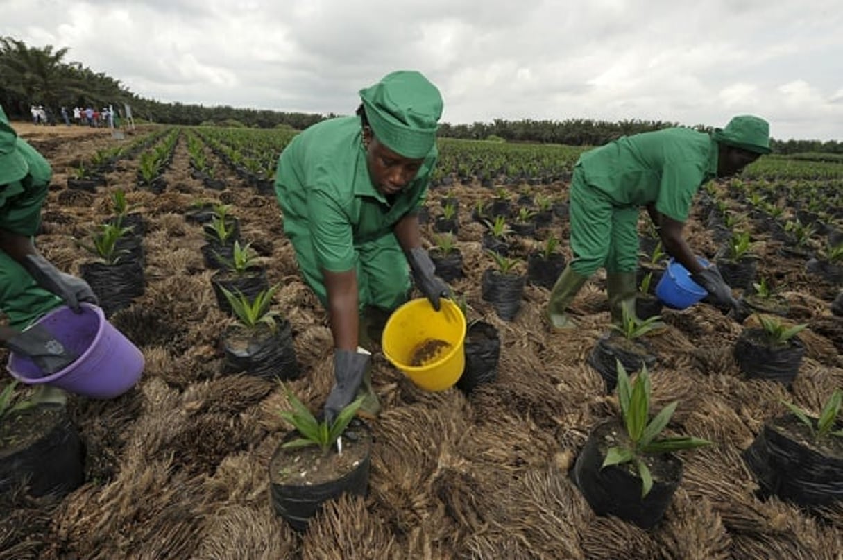 Des plantations d’huiles de palmes à Irobo, en Côte d’Ivoire, le 12 juin 2013. © Nabil Zorkot pour Jeune Afrique