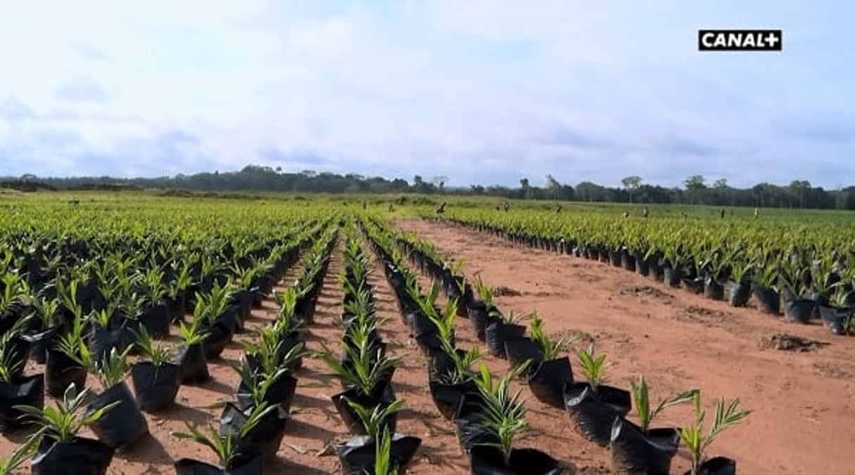 Les nouvelles espèces de palmiers à huile plantés par Eco Oil au Congo-Brazzaville. © Réussite
