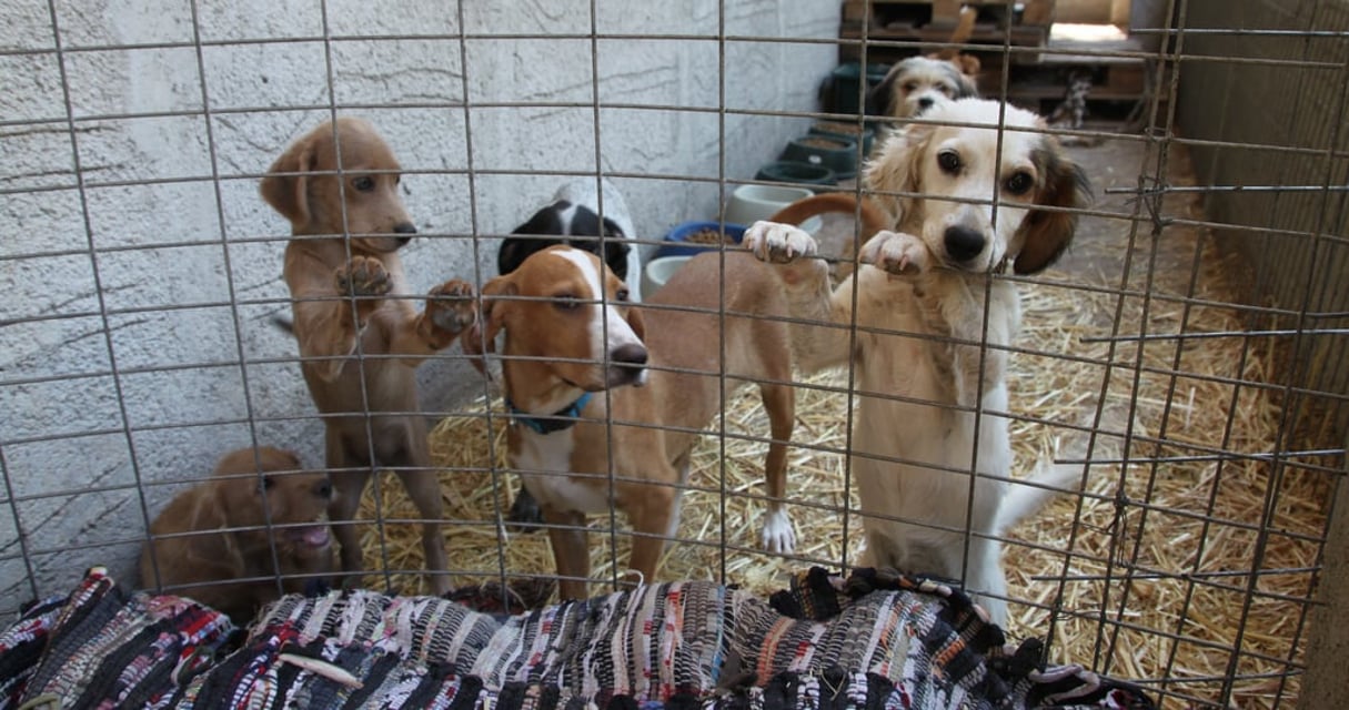Des chiens errants attendant de trouver une famille. © Flickr/Klearchos Kapoutsis