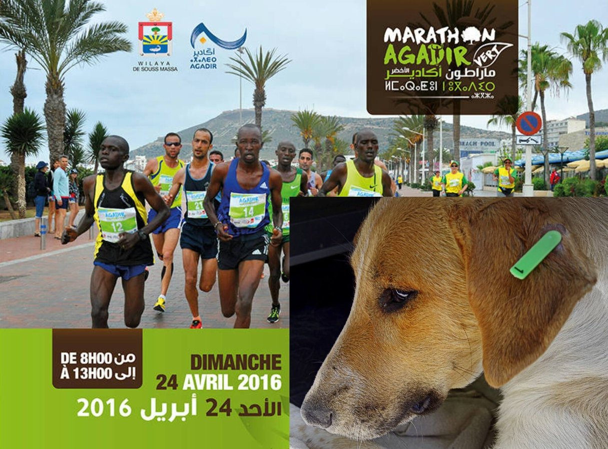 Le Marathon Vert d'Agadir, une façon de financer la stérilisation des animaux errants. &copy; Facebook/Le Coeur sur la Patte