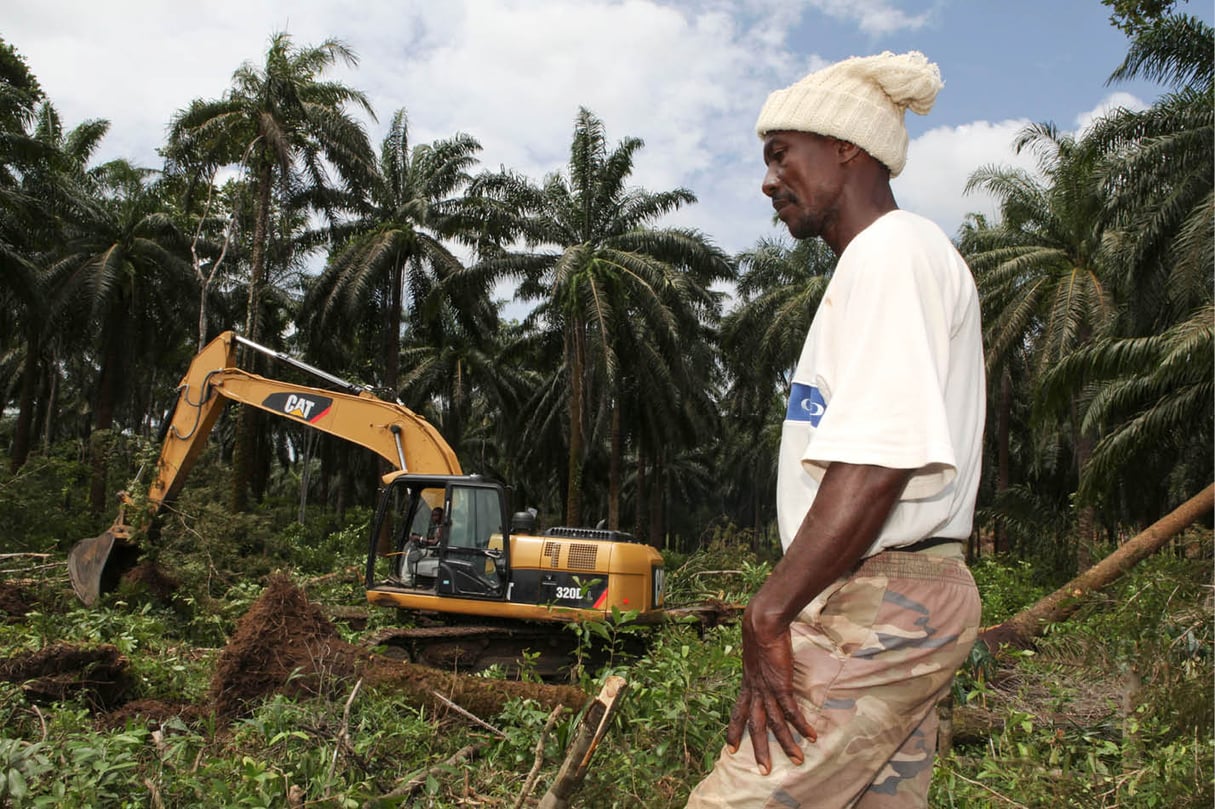 Défrichage dans une exploitation de palmiers à huile en Sierra Leone. © STRINGER/REUTERS