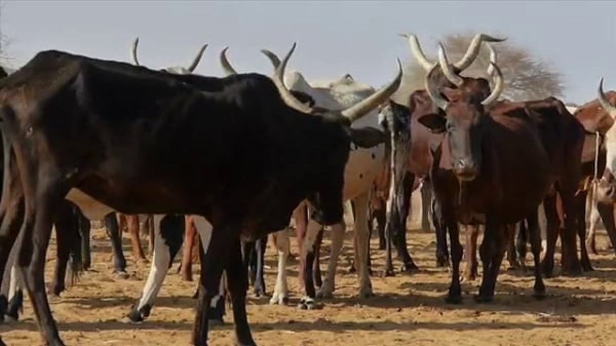 À la fin des années 2000, le cheptel malien comptait 8,89 millions de bovins. Photo d’illustration.