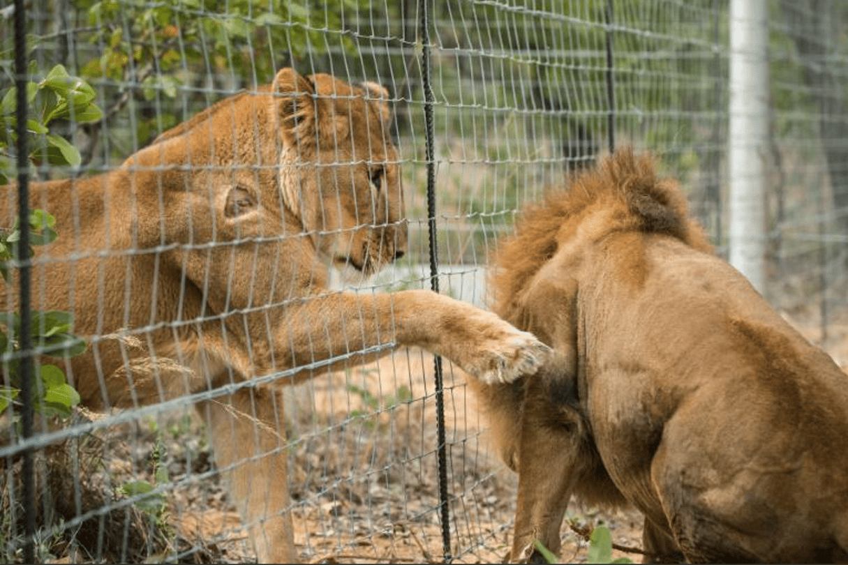 Des lions dans un enclos à Vaalwater, en Afrique du Sud, le 1er mai 2016, avant d’être relâchés dans la réserve Emoya. © Brett Eloff / AFP