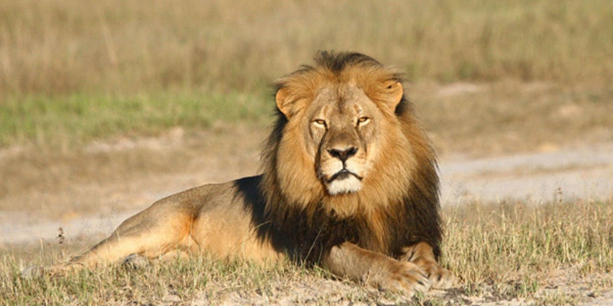 Le lion Ceci a été tué en juillet 2015 au Zimbabwe par un chasseur américain. © Andy Loveridge / AP / SIPA