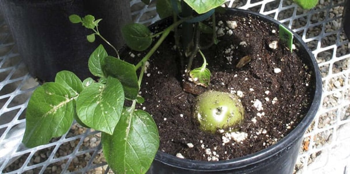 Un des risques des OGM (ici un plant de pommes de terre) ? Le risque de générer des « paysans sans terre ».