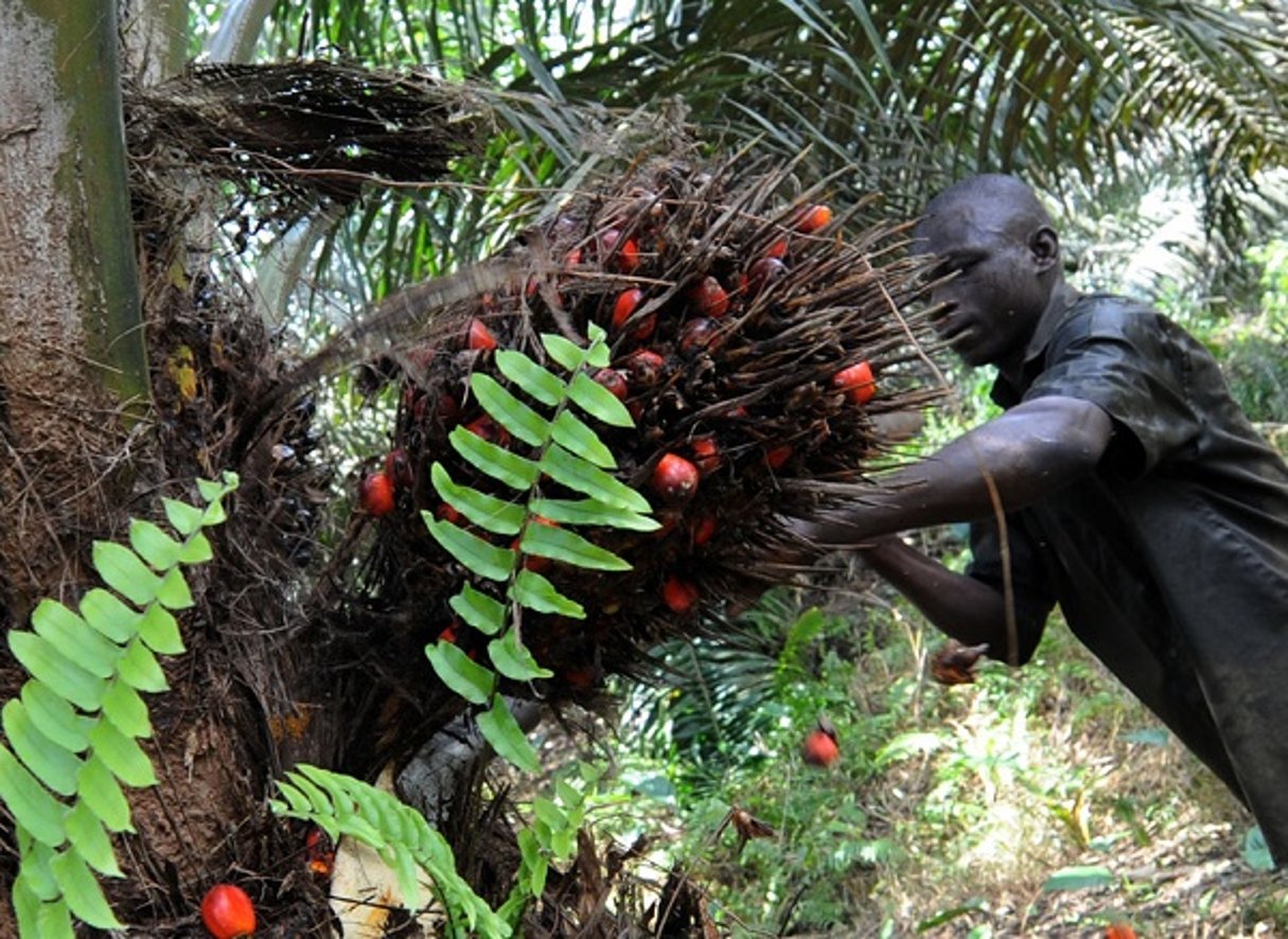 Plantation de palmiers à huile de la PALMci, en Côte d’Ivoire, le 16 octobre 2008. © Olivier pour Jeune Afrique